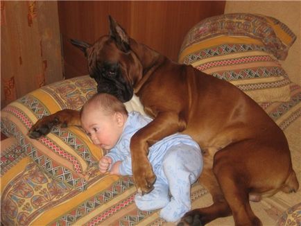Boxer, най-хубавия охрана (боксьор снимката) Boxer, най-хубавия охрана