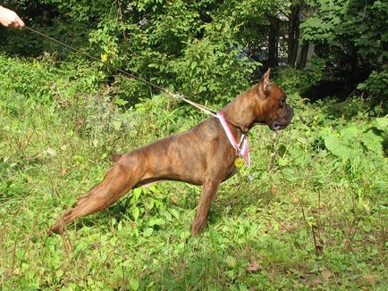 Boxer, най-хубавия охрана (на) Boxer, най-хубавия охрана