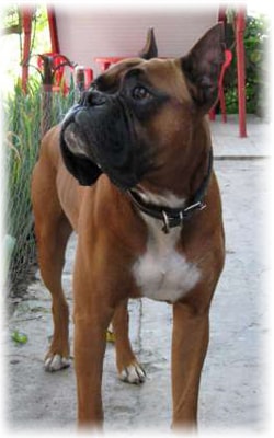 Boxer обучение куче, порода описание