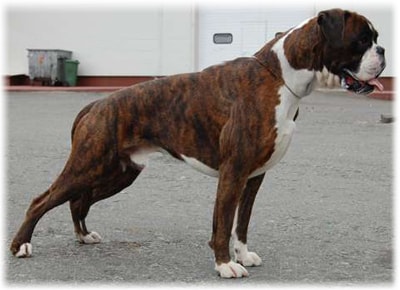 Boxer обучение куче, порода описание