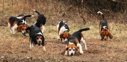 Обучение ловни кучета команди правила за лов дресура кученца