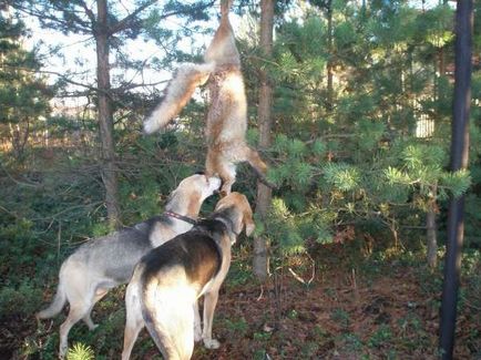 Обучение ловни кучета команди правила за лов дресура кученца