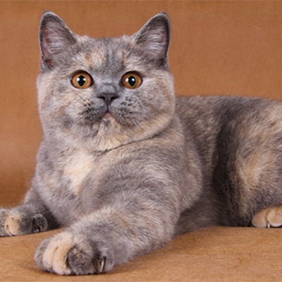 Цветове шотландски котки (снимка) (таблица) (описание) murkotiki