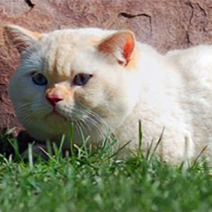 Цветове шотландски котки (снимка) (таблица) (описание) murkotiki