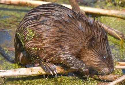 Muskrat, huntmen