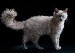 Описание котка порода Ocicat и грижи