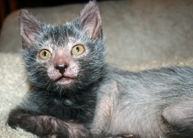 Описание котка порода Ocicat и грижи