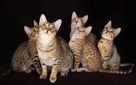 Описание котка порода Ocicat изглеждат като котенца, котка и котката, колко рок