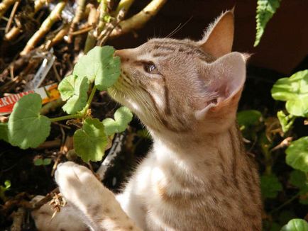 Описание котка порода Ocicat изглеждат като котенца, котка и котката, колко рок