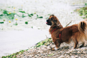 Описание на пекинез породи кучета