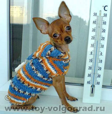 За размножават български Toy Terrier
