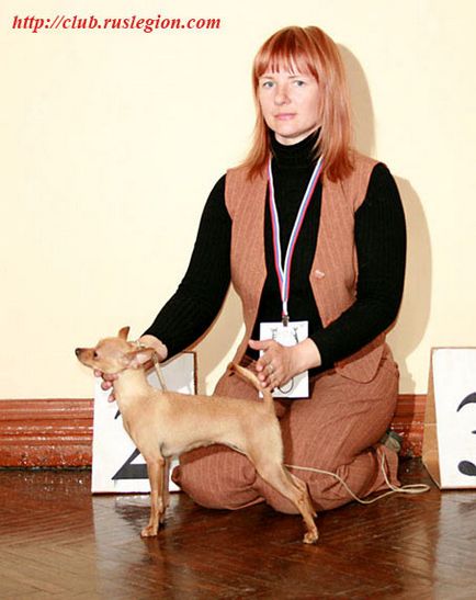 За размножават български Toy Terrier