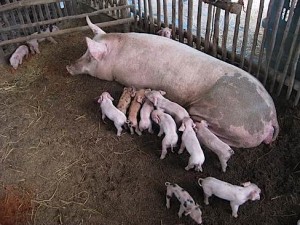 Раждане, свинете майки в домашно видео околната среда