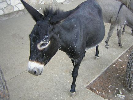 Donkey съдържание магаре в дома, 10 интересни факти за къщата, в zhivotnomsvoy на селото