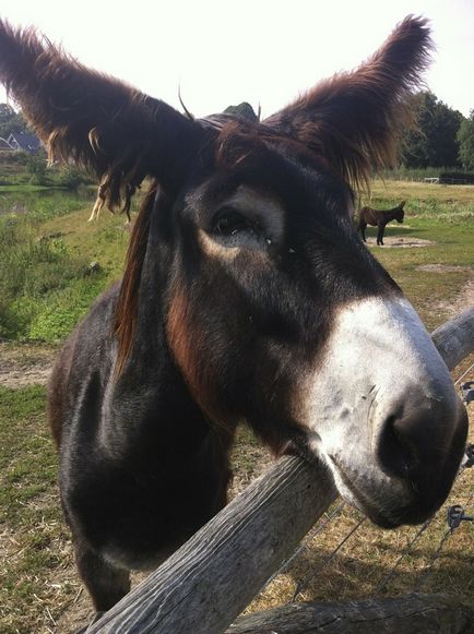 Donkey съдържание магаре в дома, 10 интересни факти за къщата, в zhivotnomsvoy на селото