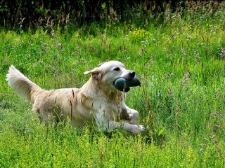 Основи на обучение кучета и кученца ловни видео курс - обучение за работа в земи