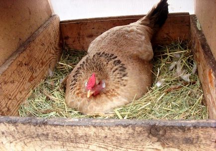 Характеристики на развъждане и кокошки носачки у дома