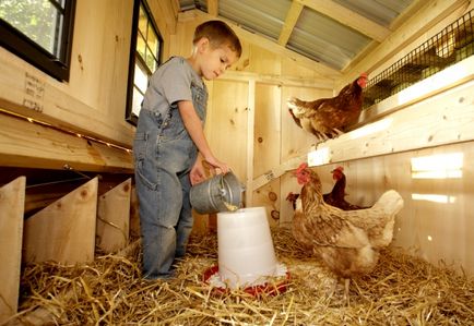 Характеристики на развъждане и кокошки носачки у дома