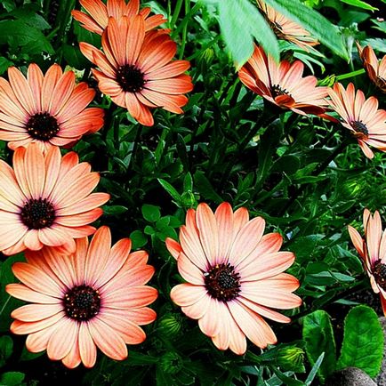 Osteospermum, отглеждане и грижи за културата