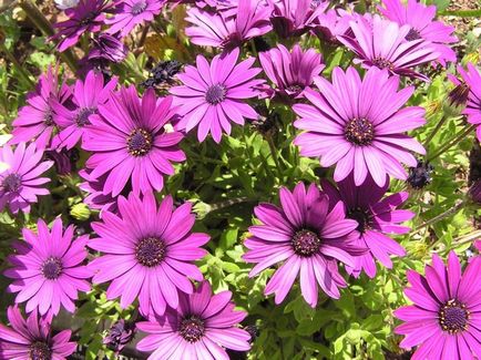 Osteospermum, отглеждане и грижи за културата