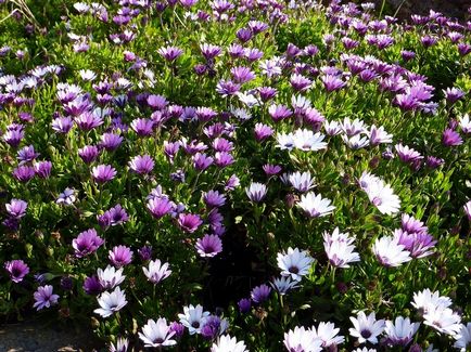 Osteospermum, отглеждане и грижи за културата