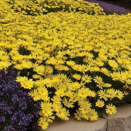 Osteospermum, отглеждане и грижи за културата