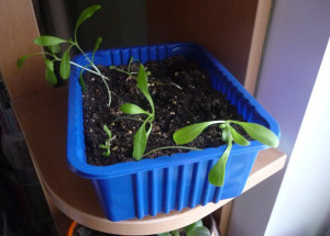 Osteospermum расте от семена, грижа и засаждане на открито място (снимка)