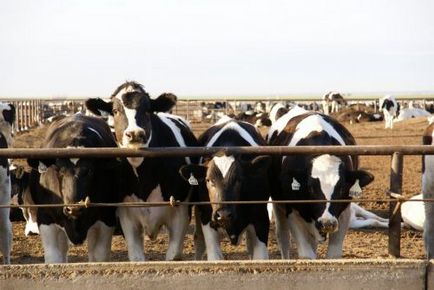Угояване на телета за месо в страната ефективна диета