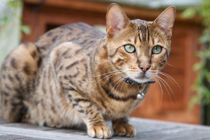Ocicat снимки на котки, цена, описание порода, характер, видео, детски ясли - murkote за котки и котки