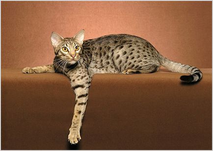 Ocicat котка снимки и видеоклипове, цена, описание порода, характер