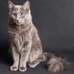 Ocicat котка снимка, видеоклип, за порода, характер, здраве