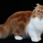 Ocicat котка снимка, видеоклип, за порода, характер, здраве