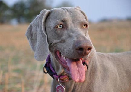 Weimaraner ловно куче порода описание, характер, ревюта, снимки