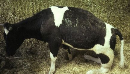 Пареза в крави симптоми, лечение, профилактика и за това как да се предотврати
