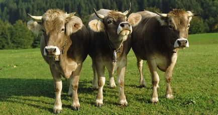 Пареза в крави симптоми, лечение, профилактика и за това как да се предотврати