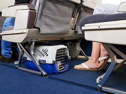 Транспорт на кучета в самолета