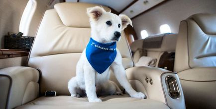 Транспорт на кучета в самолета