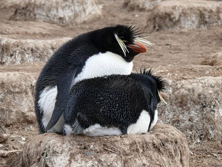 Penguins, животински енциклопедия