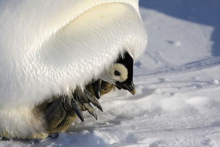 Penguins, животински енциклопедия