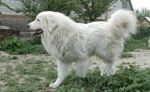 Пиринеите планина куче - описание, снимки, видео, цената на кученцата, 