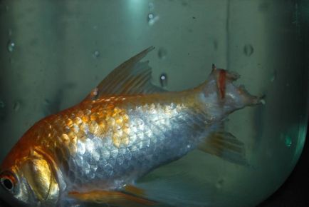 Гниене на перките с риба - причини и лечение