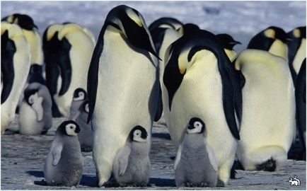 Защо Императорските пингвини не замръзват