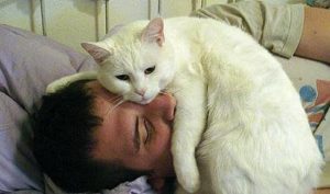 Защо котката се намира на лицето, както и собственикът спи в леглото