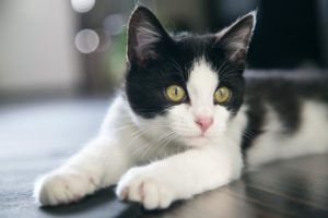 Защо котките murchat и какво ги мотивира да се направи