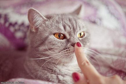 Защо котките мокър нос
