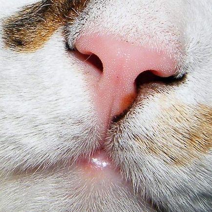 Защо котките мокър нос