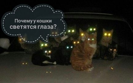 Защо котки очите светят 1