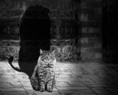 Защо котки очи светят в тъмното, физиката и мистика
