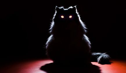 Защо котки очи светят в тъмното, котката и котката