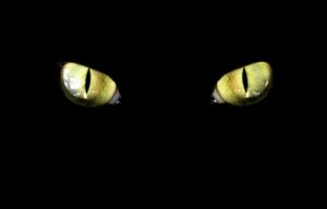 Защо котки очи светят в тъмното причини